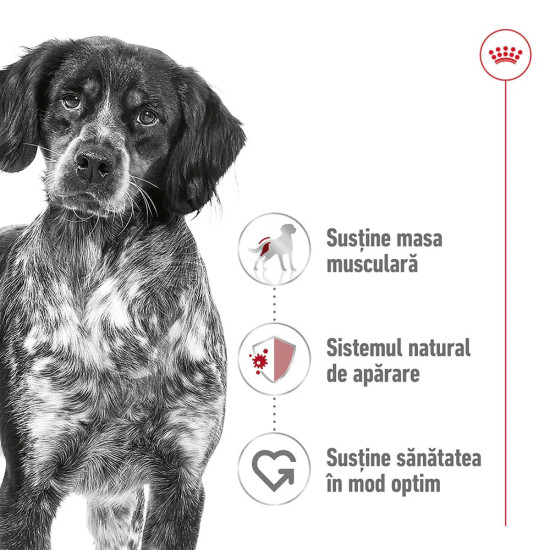Royal Canin Medium Adult hrană umedă câine, pate, 410 g – nutriție completă pentru câini adulți de talie medie